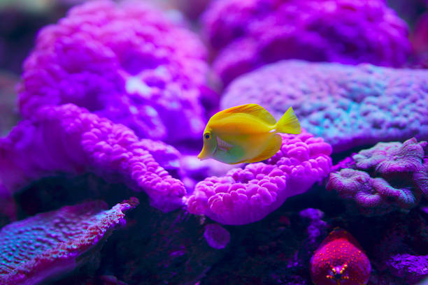 подводный мир с кораллами и тропическими рыбами - cnidarian стоковые фото и изображения