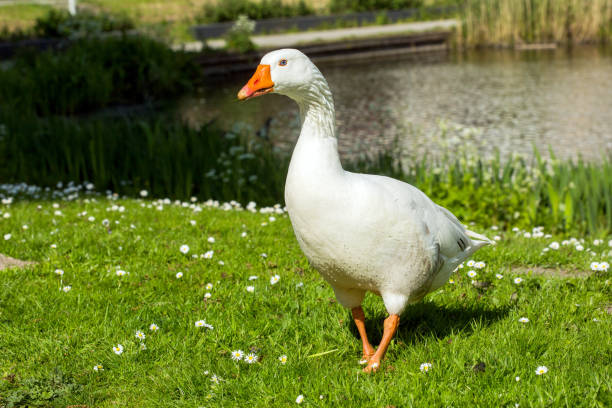istock Beautiful White goose in a lake 888861372