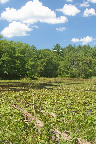 istock A lily pad covered pond on a beautiful summer day 888866574