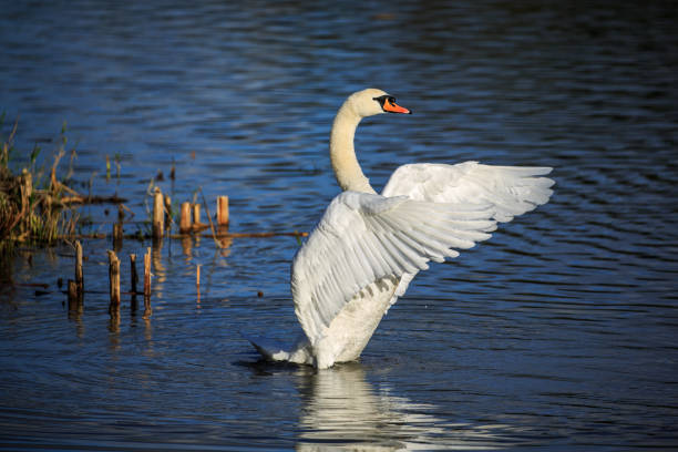 istock A Mute Swan on blue water 888866688