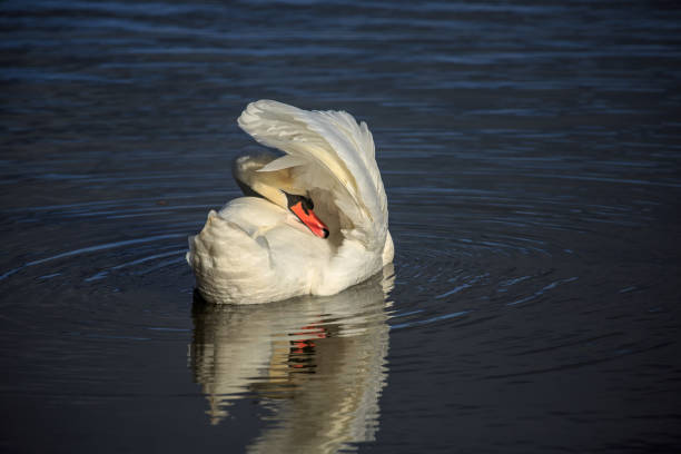 istock A Mute Swan on blue water preening 888866986