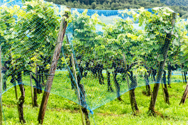 ripe pinot noir grapes in a vineyard protected by a blue net from birds and other predators