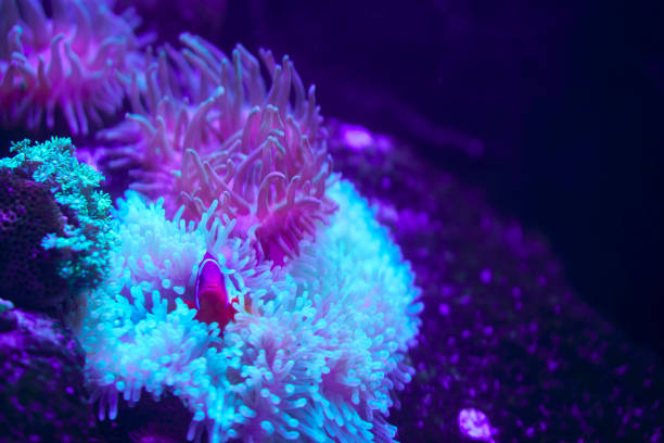 Tropical Fish on Coral Reef