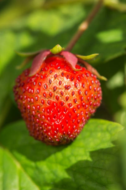 istock Fresh strawberry, natural green background. 888884488