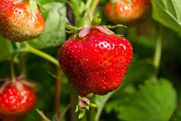istock Fresh strawberry, natural green background. 888888834