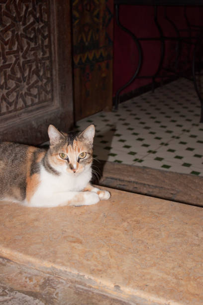 wild feral cats and kitten from cities around the world