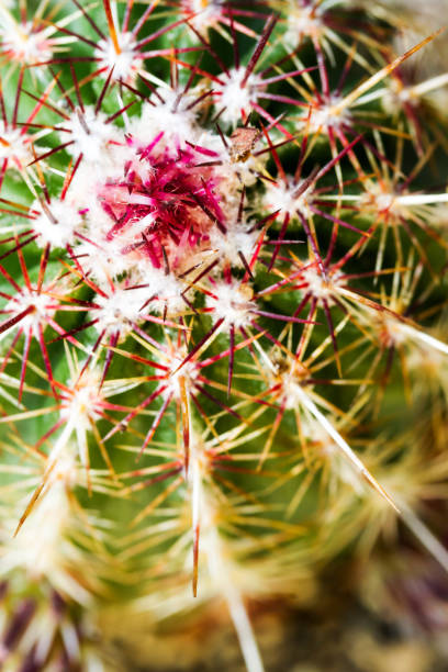 close-up of cactus stock photo