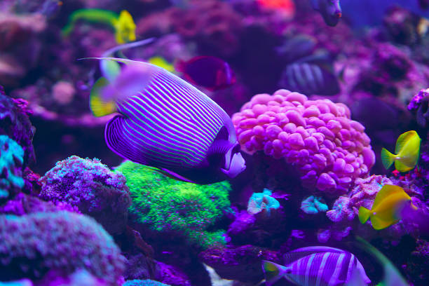 珊瑚礁熱帶魚類 - 蝴蝶魚 個照片及圖片檔