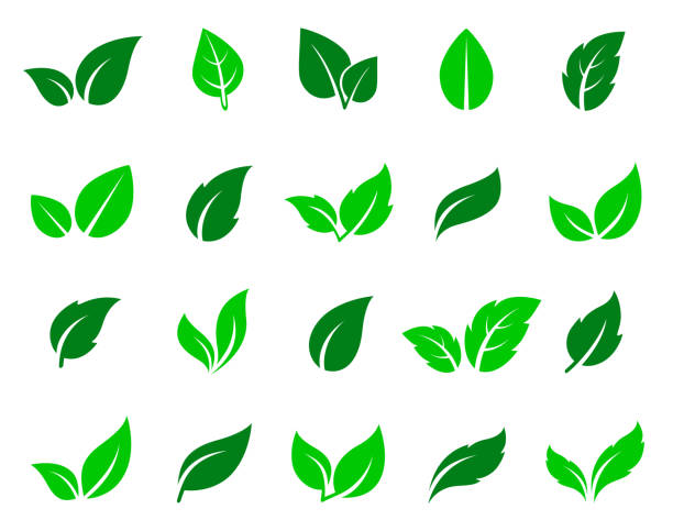 ilustraciones, imágenes clip art, dibujos animados e iconos de stock de conjunto de iconos de hoja verde - leaves