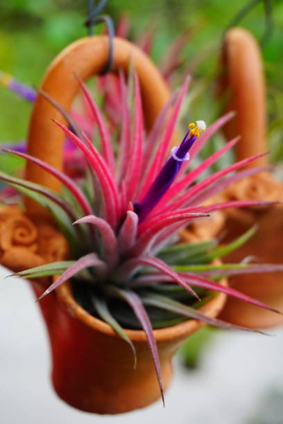 istock Rows of Tillandsia and spanish moss remix for decoration 888893156