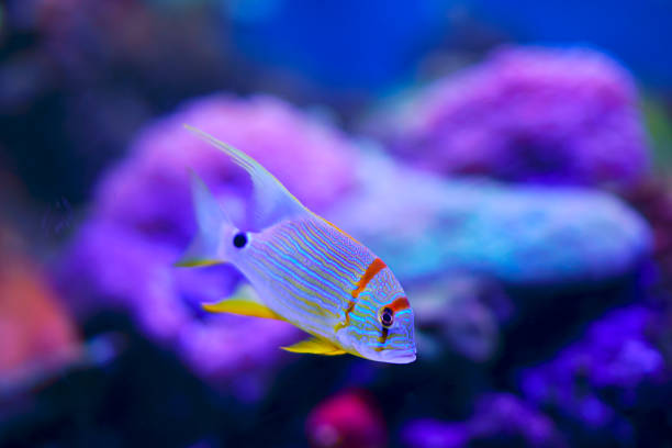 fish in marine aquarium