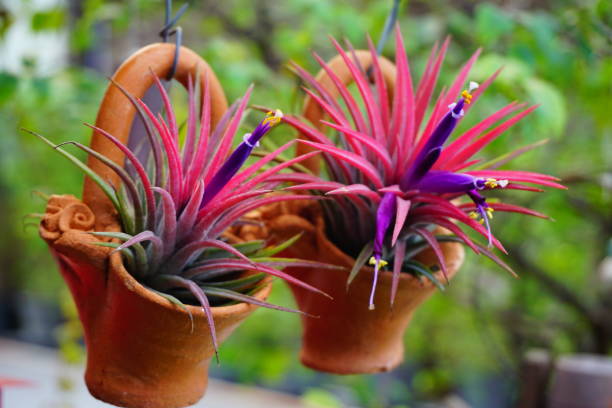 istock Rows of Tillandsia and spanish moss remix for decoration 888893234