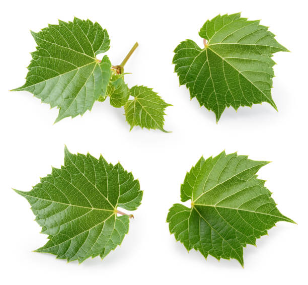 istock Grape leaves isolated. Grape leaf on white. Collection. Full depth of field. 888899894