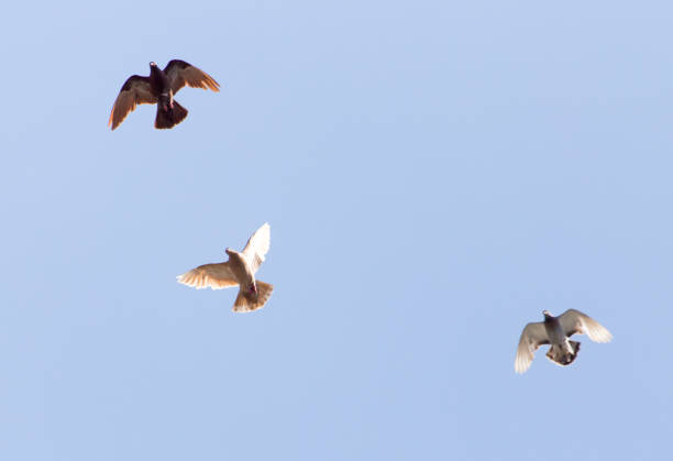 istock flock of pigeons on blue sky 888907472