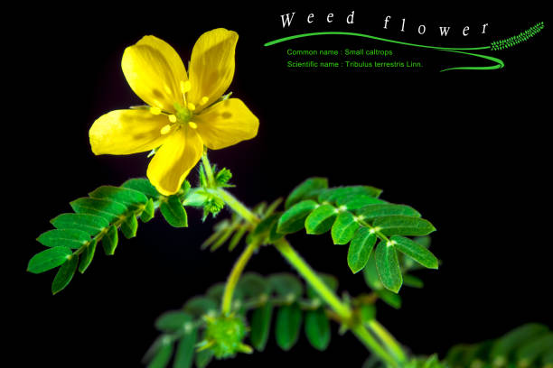 small caltrops weed, isolated plant on black background Yellow flower of small caltrops weed, isolated flower on black background with common and scientific name tribulus terrestris stock pictures, royalty-free photos & images