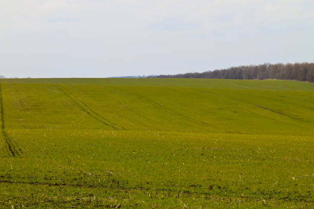 istock Field of green wheat sprouts 888914206