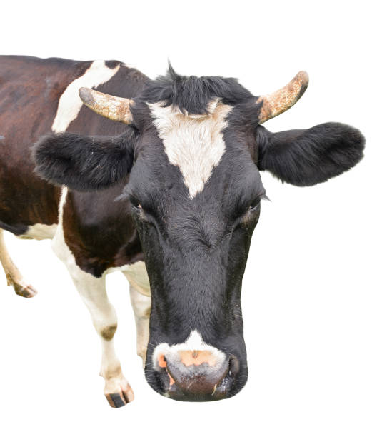 istock Funny cow with big muzzle close up. Farm animal. 888914454