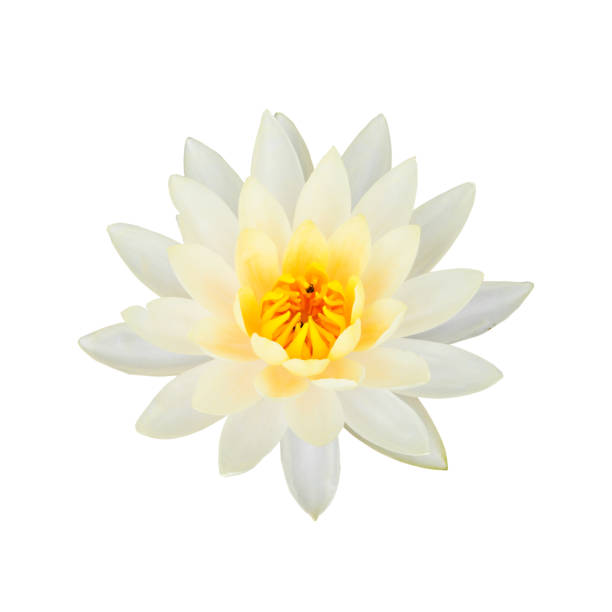 istock White lotus flower isolated on white background., This has clipping path. 888914606