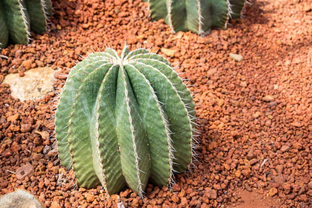 istock Close up Golden Barrel Cactus, Echinocactus grusonii. 888917082