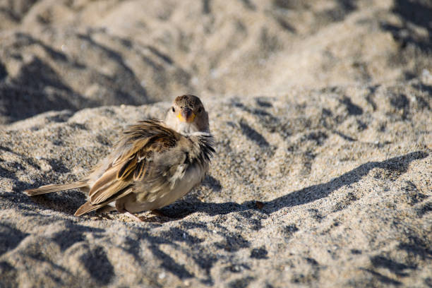 istock female sparrow preening on sand beach 888917494