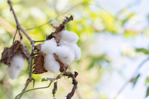 istock Cotton flowers on the branches 888918040