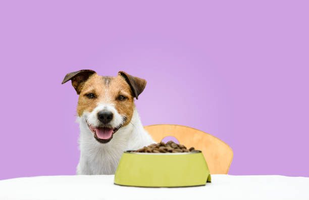 Happy and cheerful dog eating dry pet food from bowl with solid color purple background Jack Russell Terrier behind table sitting on chair eats kibble dog bowl photos stock pictures, royalty-free photos & images