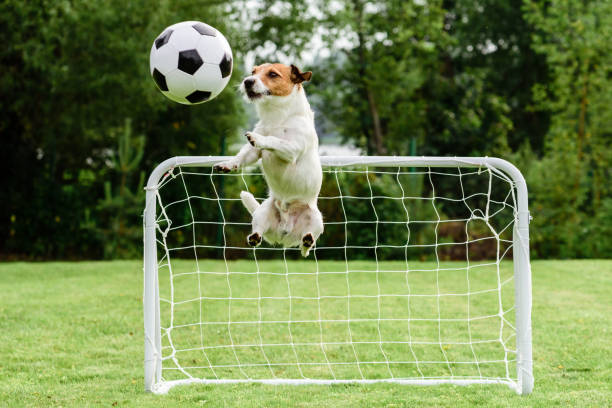 lustiger hund fliegen in amüsant fang fußball (fußball) und rettende ziel darstellen - ball halten stock-fotos und bilder