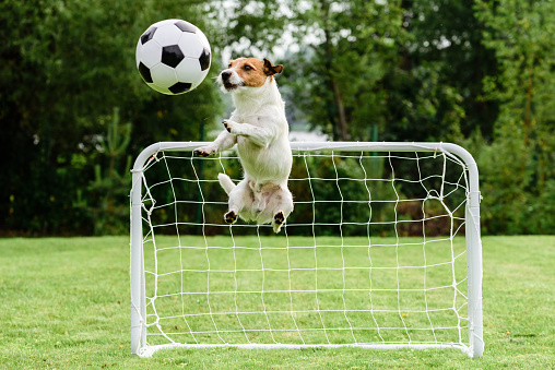 Funny dog flying in amusing pose catching football (soccer) ball and saving goal