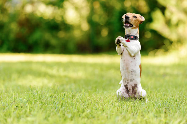 Dog sitting on hind legs begging with paws in praying gesture Jack Russell Terrier sitting at green grass lawn on rear paws begging animal behaviour stock pictures, royalty-free photos & images