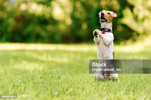 Dog Sitting On Hind Legs Begging With Paws In Praying Gesture Stock Photo - Download Image Now