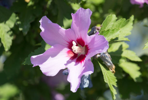 istock beautiful pink flower in nature 888926034