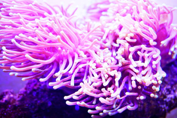 istock Leptogorgia sarmentosa 888928660