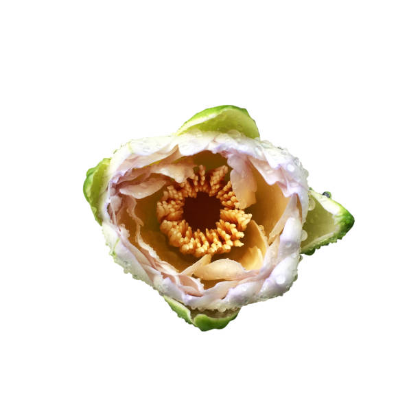 istock White lotus flower isolated on white background., This has clipping path. 888940576