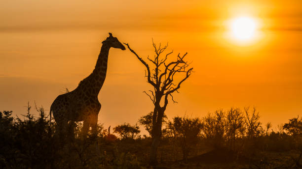 istock Giraffe in Kruger National park, South Africa 888947544