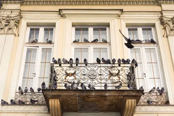 Photo of Group of pigeons is sitting on the balcony of old building