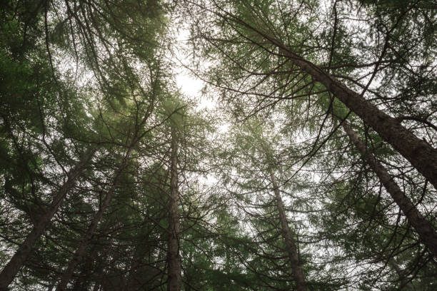 istock Beautiful nature in the misty autumn forest 888954046