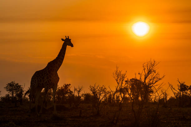 istock Giraffe in Kruger National park, South Africa 888954608