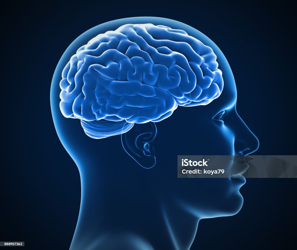 human brain x-ray 3d illustration Head Stock Photo