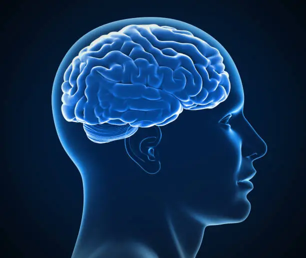Photo of human brain x-ray 3d illustration