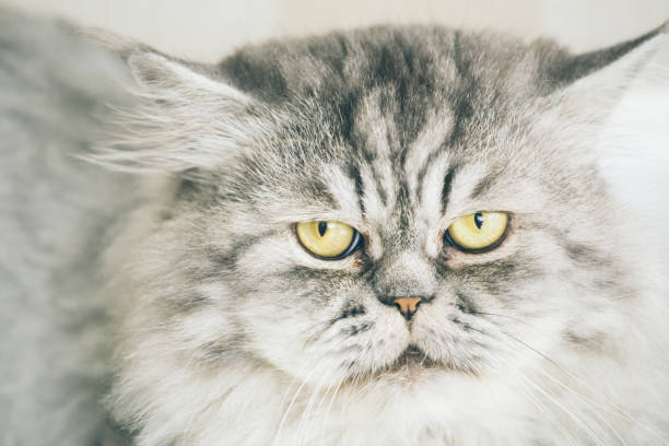 istock Cute Persian cat or Chinchilla cat lying on the floor. 888960210