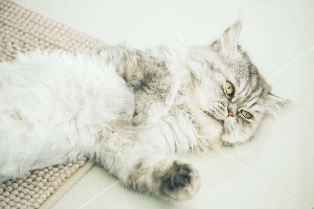 istock Cute Persian cat or Chinchilla cat lying on the floor. 888960212
