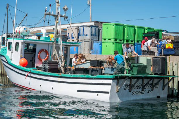 Pleasant Bay, Cape Breton, Canada - July 21, 2012: A young fisherman is showing off the day’s catch while unloading crates of snow crabs.