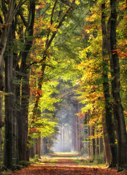 majestic avenues in autumn leaf colors - avenue tree imagens e fotografias de stock