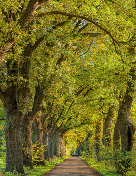 istock Majestic avenues in autumn leaf colors 888960500