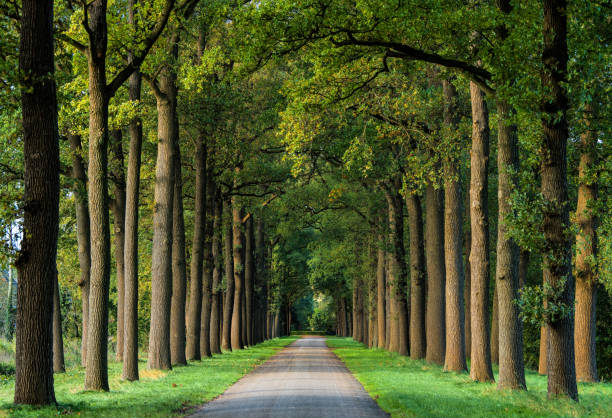 majestuosas avenidas en colores otoñales de la hoja - tree area beautiful vanishing point tree trunk fotografías e imágenes de stock