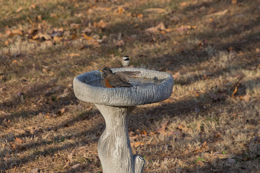 A chickadee watches on as a robin enjoys splashing water in the backyard birdbath.