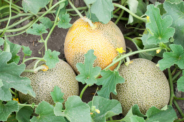 Melon in a vegetable garden Part of melon plant wit fruits and blossoms yellow melons field stock pictures, royalty-free photos & images