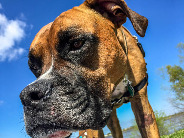 chien visage côté vue et bleu ciel - pets water lake sky photos et images de collection