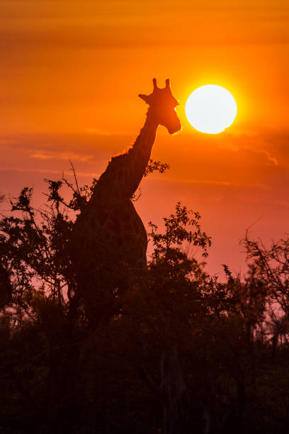 istock Giraffe in Kruger National park, South Africa 888976810