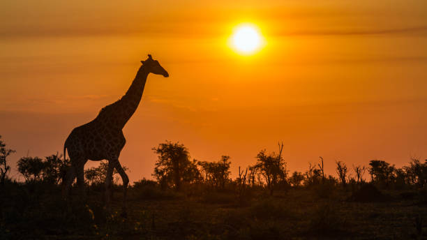 istock Giraffe in Kruger National park, South Africa 888976814